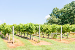 KeswickVineyards-033